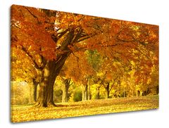 E-shop Obraz na stenu STROMY Zľava 60 % 30x40 cm