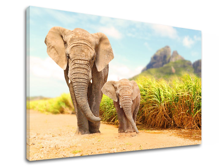 E-shop Obraz na stenu ZVIERATÁ 40x60 cm